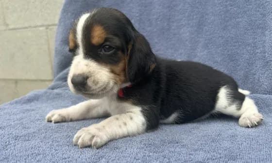 Sold Male #1