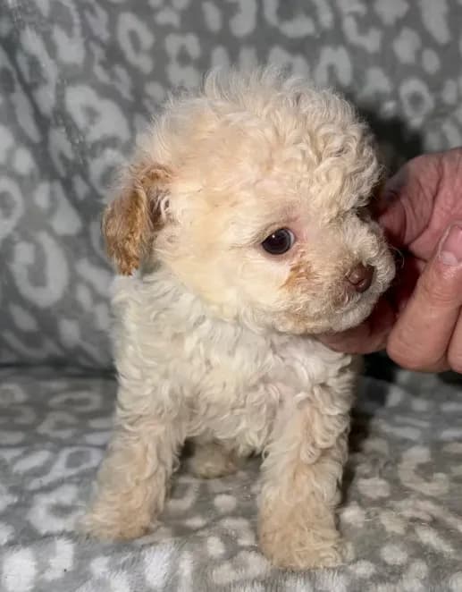 Casper tiny male 3.5 lbs