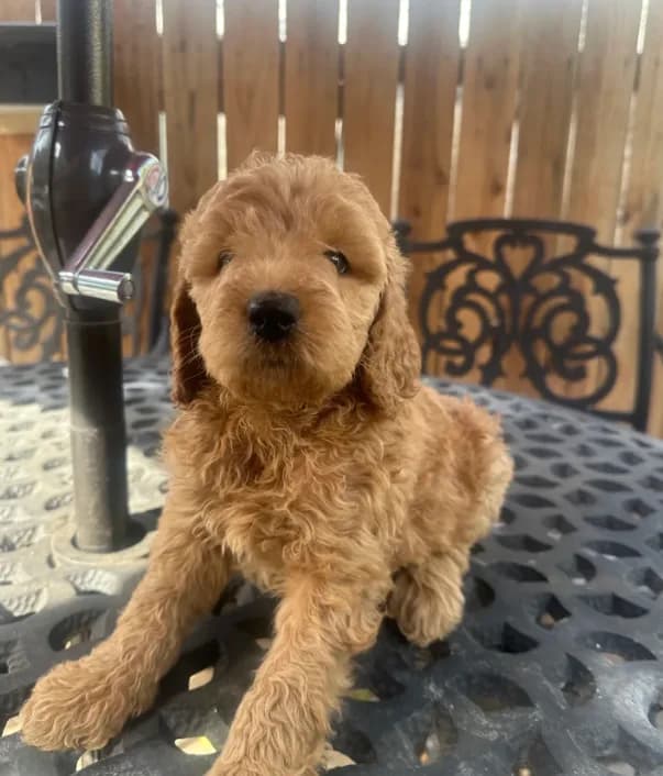 Male Goldendoodle