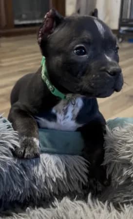 Stripe (Green Collar)