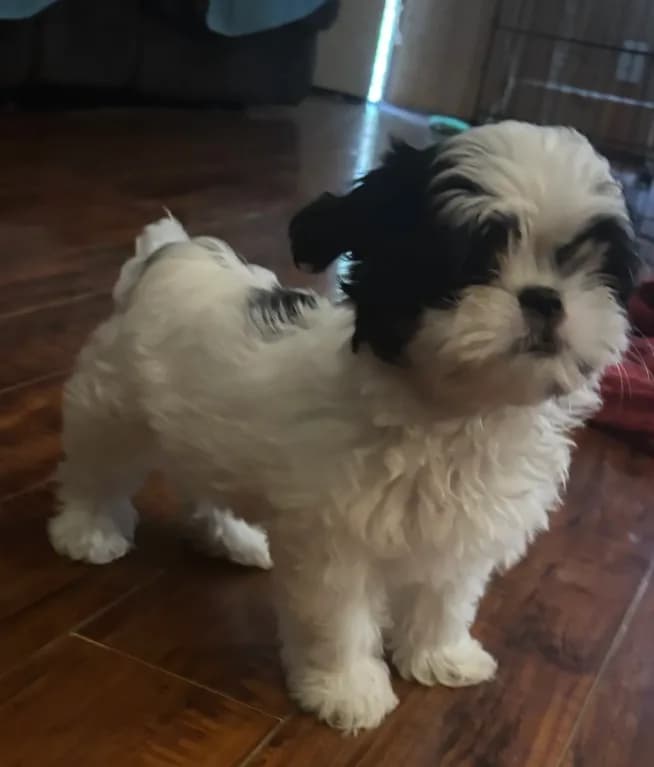 Oreo