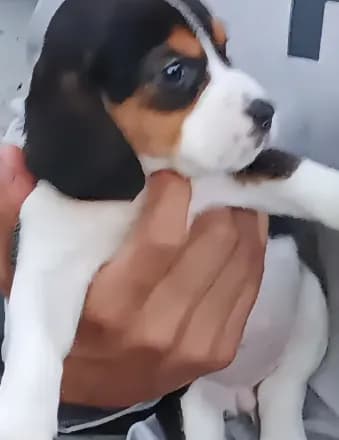 Chloe