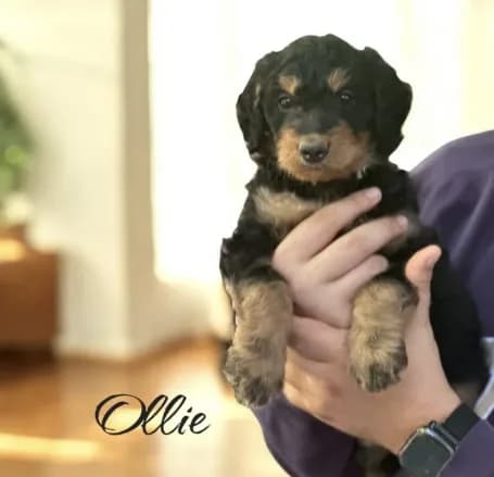 OLLIE