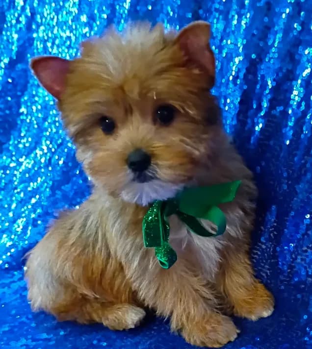 AKC Oliver
