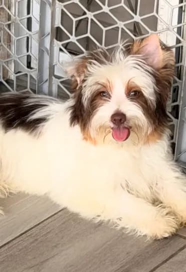 Akc Orson
