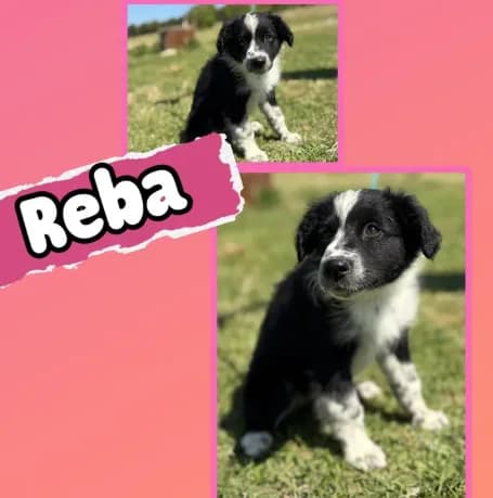Reba