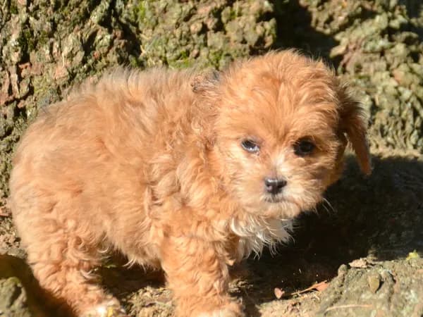 Sheila Shihpoo F2