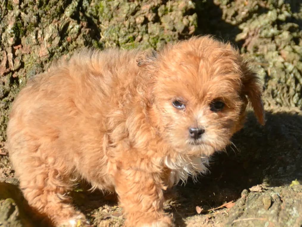 Sheila Shihpoo F2