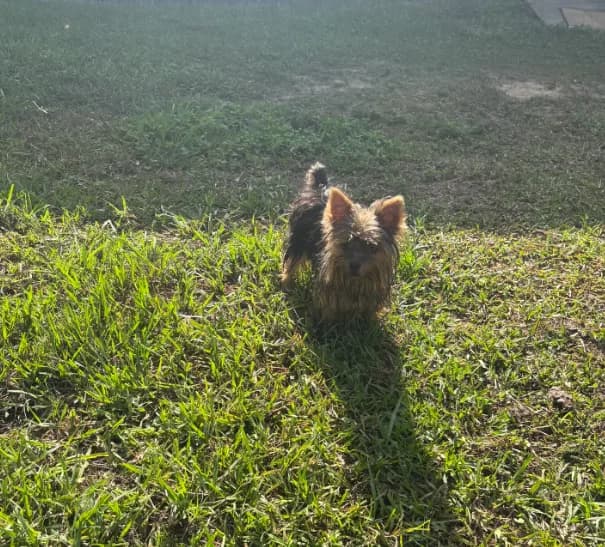 Very TINY. Teacup Tina Yorkie