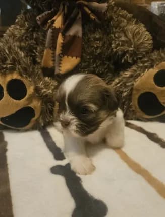 Medium Brown and white girl