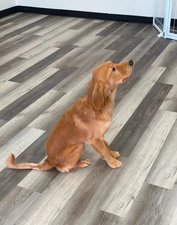 AKC Purebred Golden Retriever Male