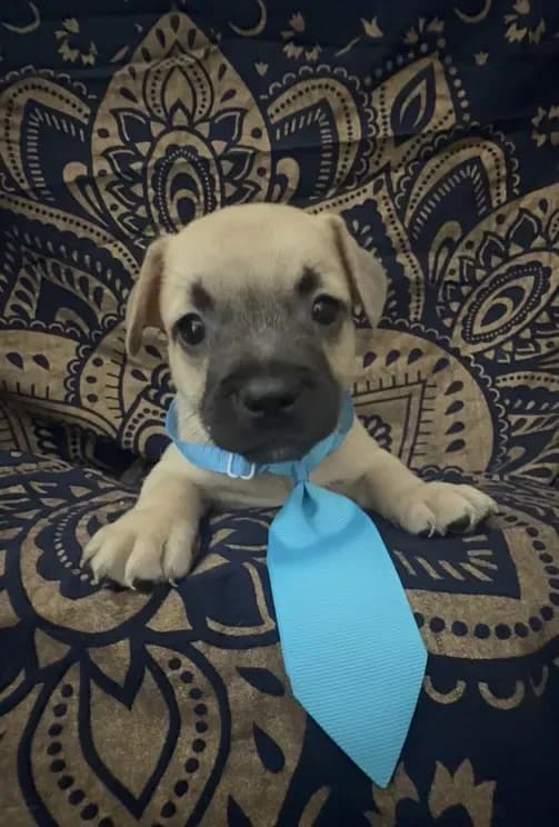 Frenchie Dachshund “French Bull Weenie” Boy