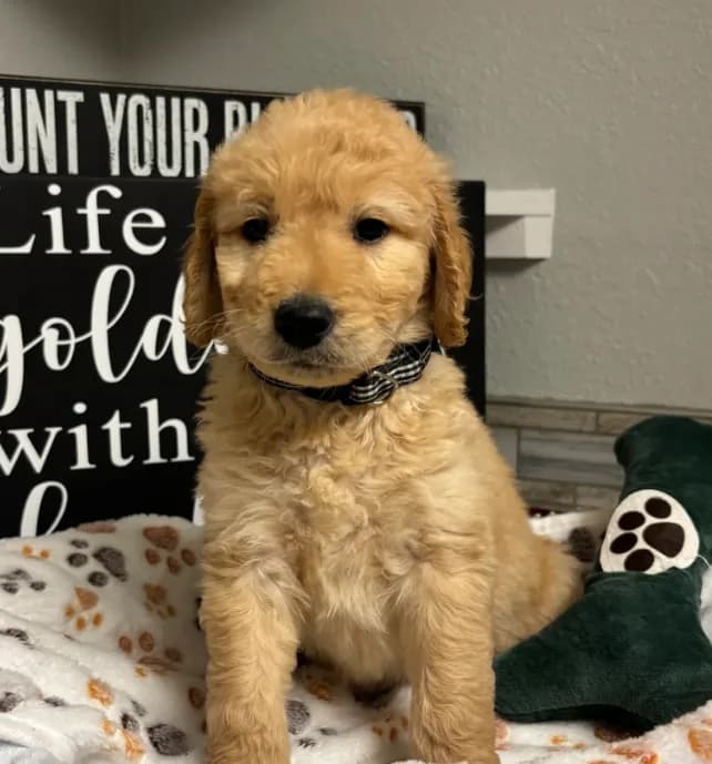 Fred