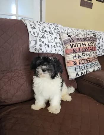 Male yorkipoo