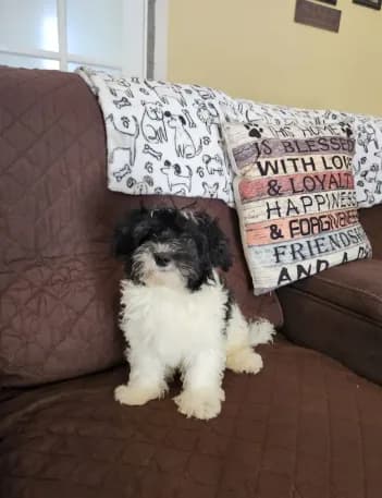 Male yorkipoo