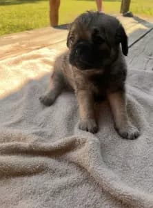 Sammy