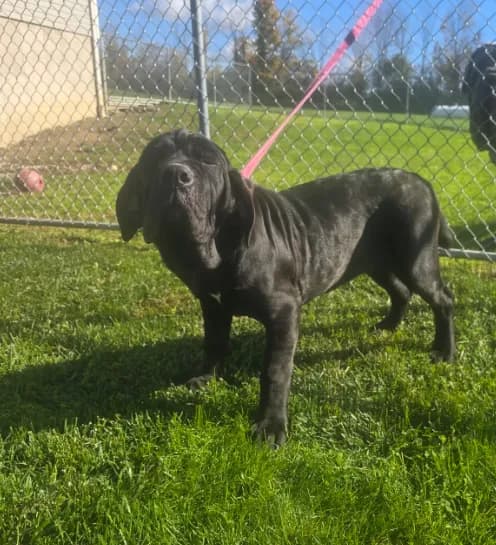 Black female