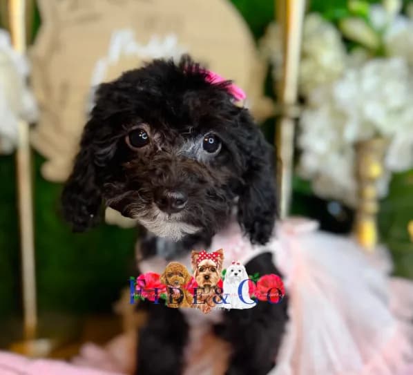 Agatha
