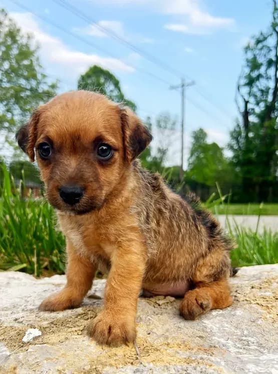 Charlie