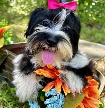 Maggie