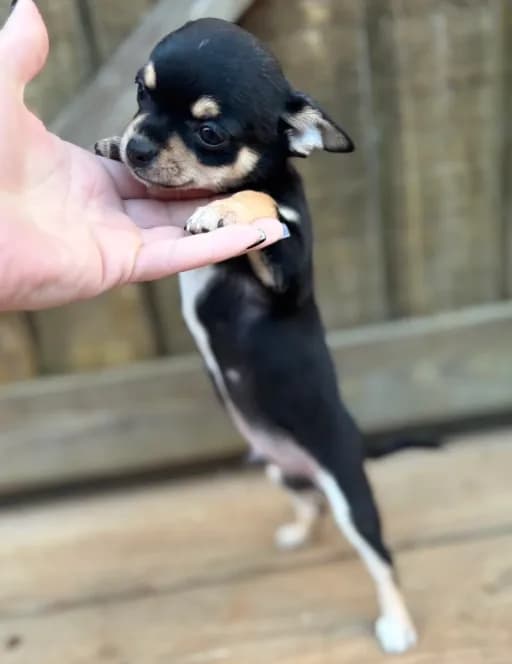 Tri male 1 AKC