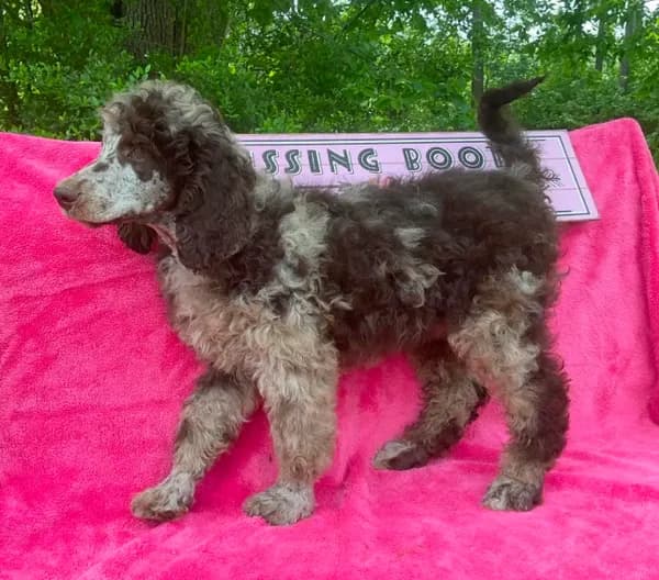STETSON AKC MERLE