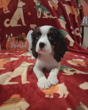 AKC Tobey
