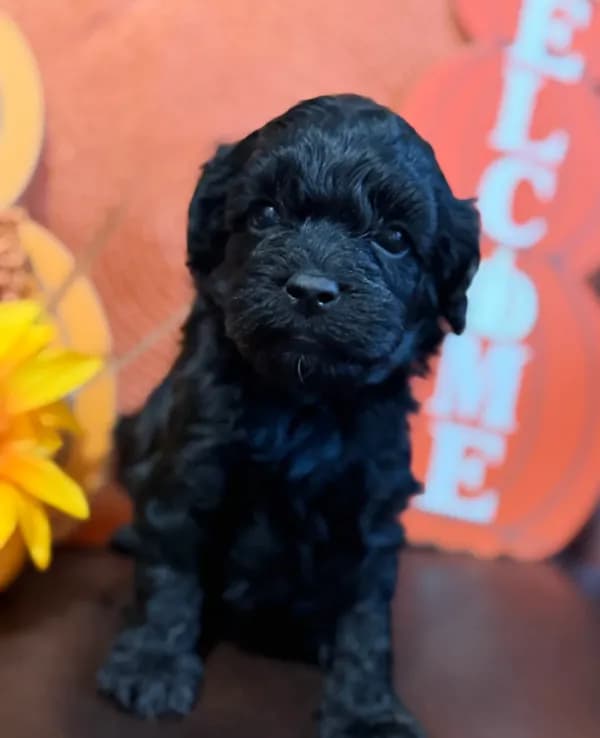 Miniature size males golden doodles