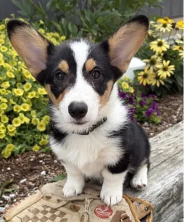 Nora
