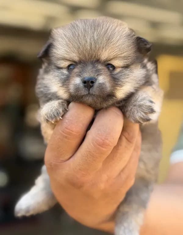 Buddy