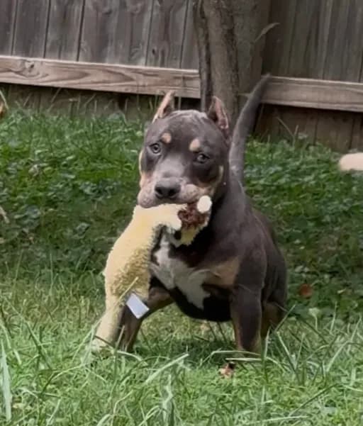 Enzo (Blue Tri American Bully)