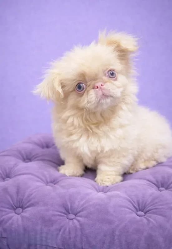 Pink Einstein