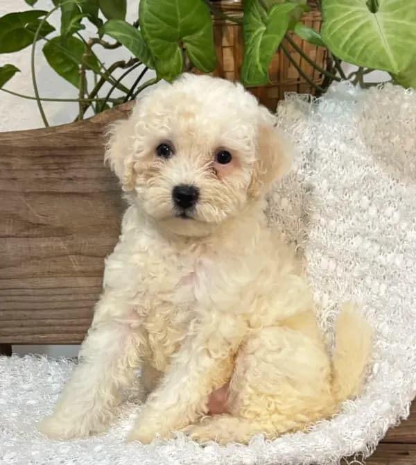 Annabelle