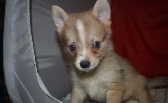 Elvis