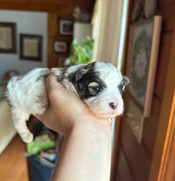 Maltipoo
