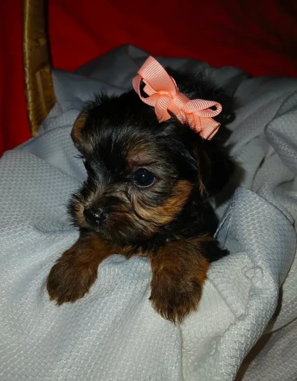 Harlow