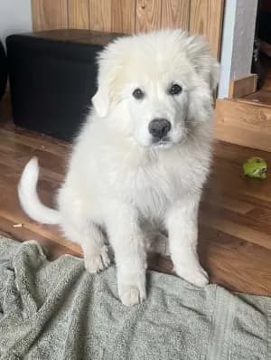 fluff (Grey collar)