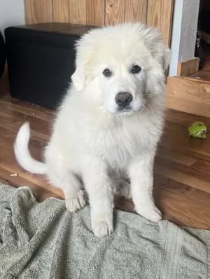 fluff (Grey collar)