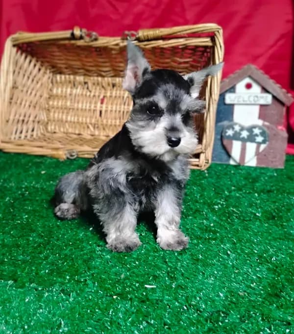 Akc Dallas