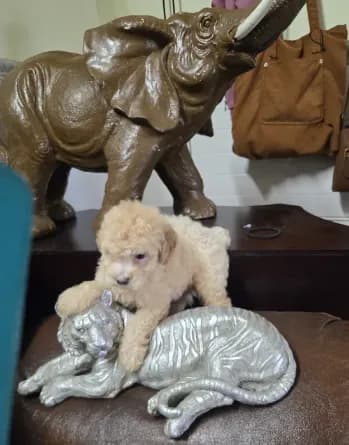 Coco