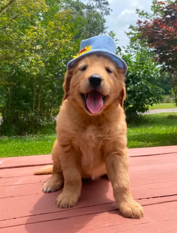 Pure-bred Golden Retriever AKC 11