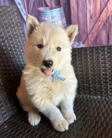 Prince