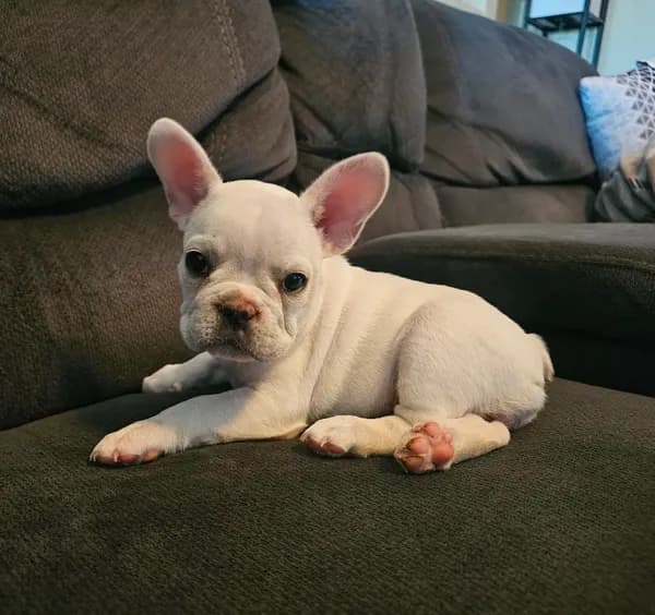 Daisy