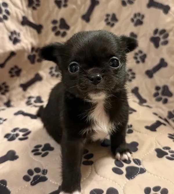 Black Fuzzy Girl
