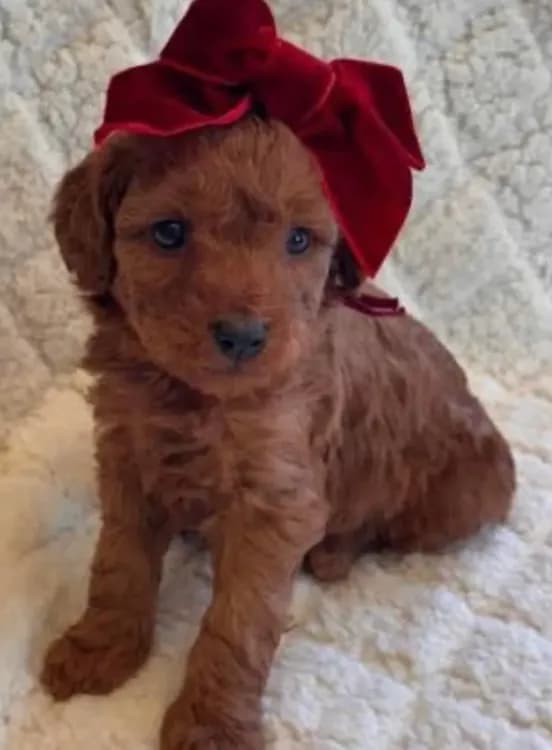 Sweetie
