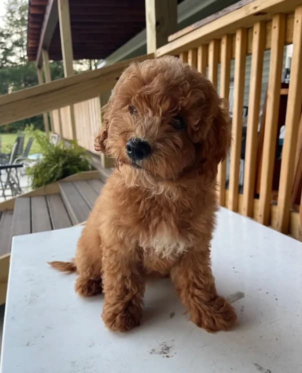 Rosie
