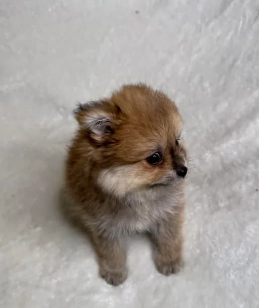 Penny