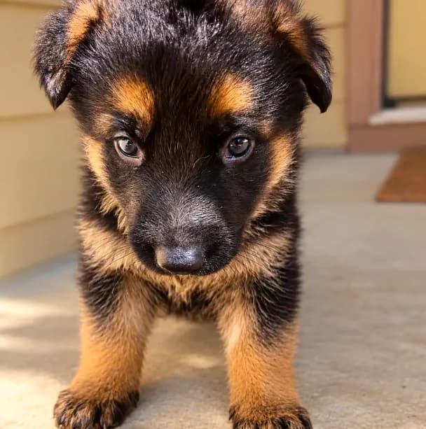 Capone