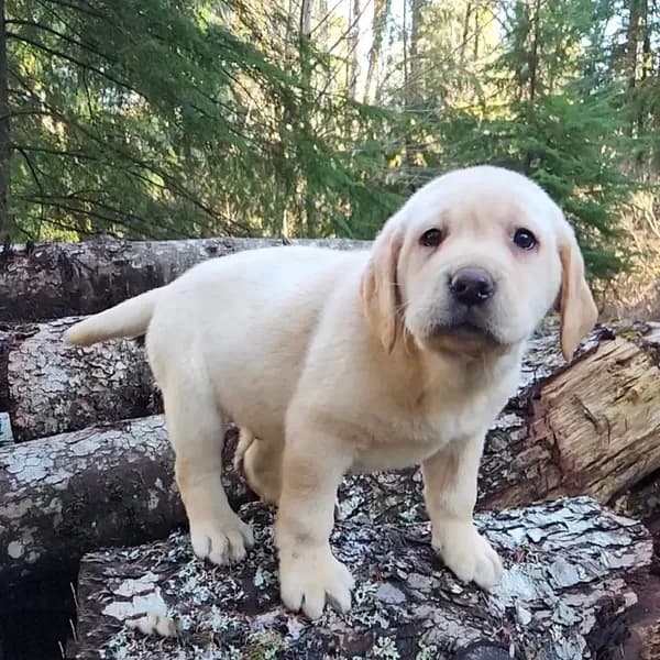 Big Boy