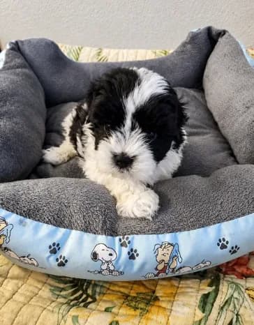 Maltese/ Shih Tzu 🐶💙